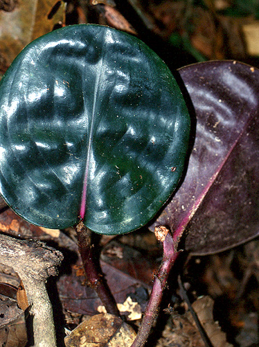 Geogenanthus Ciliatus