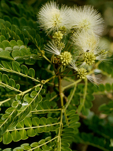 百度_花吧_含羞草科(mimosaceae)