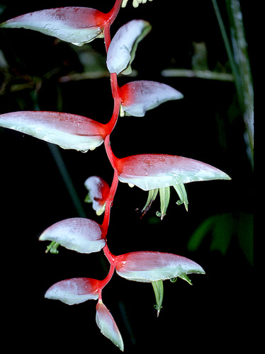 http://fm2.fieldmuseum.org/plantguides/jpgs/HELI-heli-char-ecu-9887.jpg