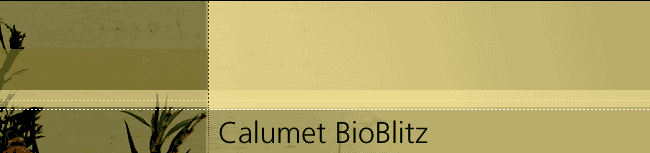Calumet BioBlitz