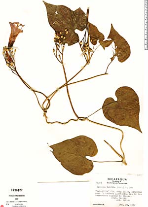 Ipomoea Trifida