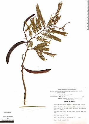 acacia cochliacantha